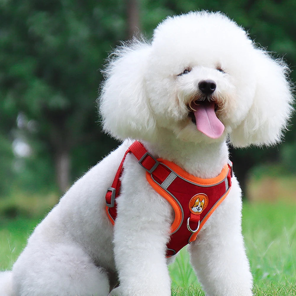 SafePaws Adjustable Dog Harness & Leash